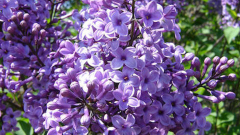 Lilac Sunday